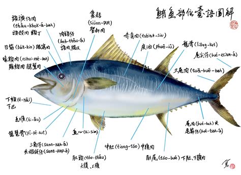 腦天|用台語圖解黑鮪魚！從頭到尾，老饕口中最美味的部分。